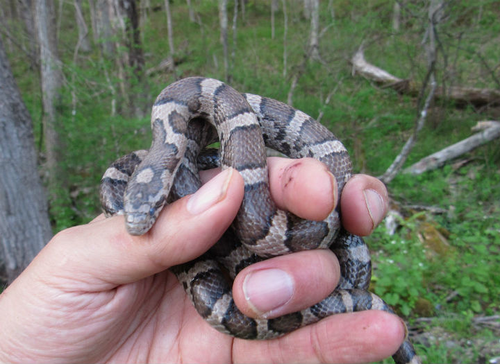 Eastern Milk Snake